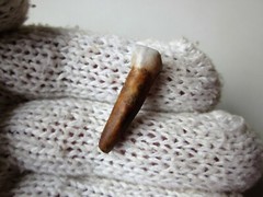 Rare Ancient Viking small Amulet Pendant baby Wolf Tooth IX – X AD.
