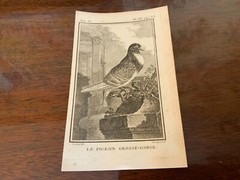 S/6 Small French Lithographs Birds Circa 18th Century