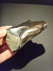 Lower Paleolithic – Faceted Acheulean scraper. c.450,000 BP.