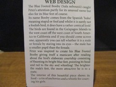 Harmony Kingdom Web Design Blue Footed Booby UK Made Box Figurine LE 200 RARE