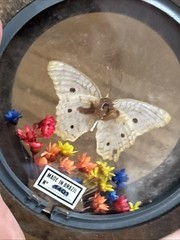 Wood Round Frame Butterfly Dried Flower Glass Gallery Wall Art VTG Brazil