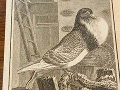 S/6 Small French Lithographs Birds Circa 18th Century