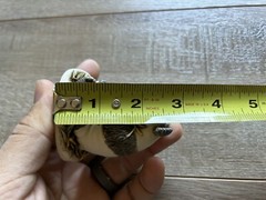 Vintage Harmony Kingdom Bamboozled Panda Trinket Box United Kingdom