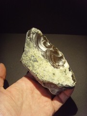 Lower Paleolithic – Very Fine Acheulean side scraper/chopper. c.450,000 BP.