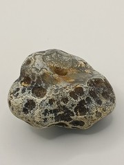 Natural Dalmatian Stone Raw Jasper rock perfect for mineral healing