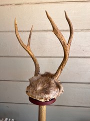 Baroque Curiosity Cabinet Vintage Trophy Antlers W Gilded Column & Specimen Gems