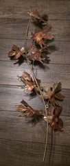 2 to 1 Convertible Vtg MCM Maple Leaf Wall Art Sculpture Metal Copper