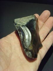 Lower Paleolithic – Faceted Acheulean scraper. c.450,000 BP.