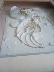 Framed Real Nautilus Shell Cut Wall Art Coastal Beach Decor 13×15 Shadow Box