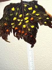 Gorgeous Vintage Rare Jay Strongwater Metal Enamel Leaf with Crystals