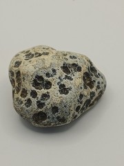 Natural Dalmatian Stone Raw Jasper rock perfect for mineral healing