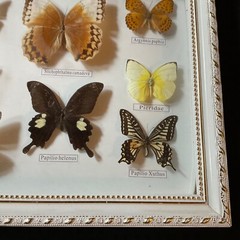 Vintage framed butterflies wall art home decor shadow box wall art display