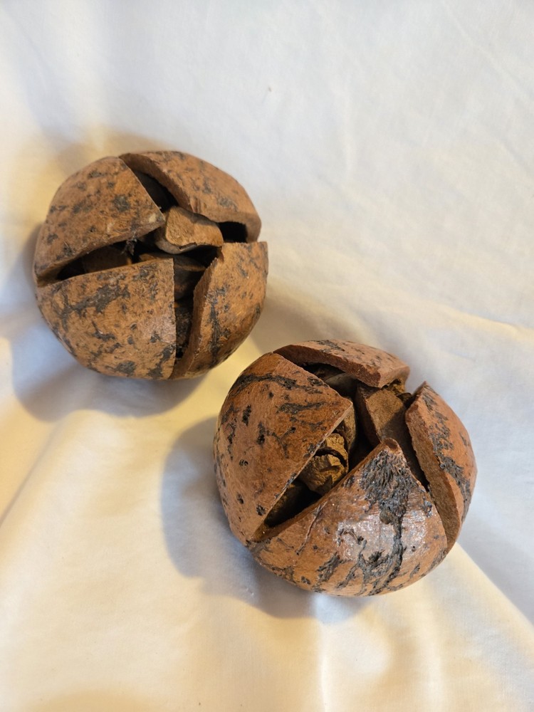 PAIR Vintage NATURAL Full Brazil Nut Pods Home Decor Unique