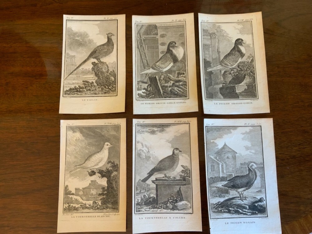 S/6 Small French Lithographs Birds Circa 18th Century