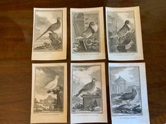 S/6 Small French Lithographs Birds Circa 18th Century