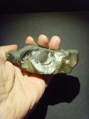 Lower Paleolithic – Fine Acheulean elongated scraper. c.450,000 BP.