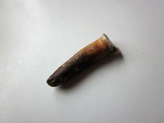 Rare Ancient Viking small Amulet Pendant baby Wolf Tooth IX – X AD.