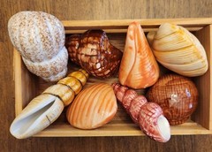Painted Sea Shells 2 to 3 Inches Ceramic Ocean Beach Decor Set Of 8 with Crate B