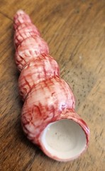 Painted Sea Shells 2 to 3 Inches Ceramic Ocean Beach Decor Set Of 8 with Crate B
