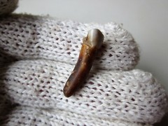 Rare Ancient Viking small Amulet Pendant baby Wolf Tooth IX – X AD.