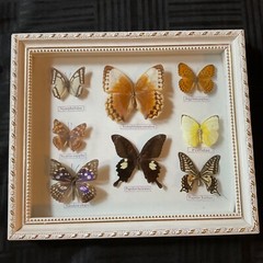 Vintage framed butterflies wall art home decor shadow box wall art display