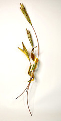 MCM Vintage Home Interiors Brass Gold Metal Wheat Sheaf 30″ Wall Decor HOMCO
