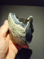 Lower Paleolithic – Fine Acheulean ‘hooked’ scraper. c.450,000 BP.