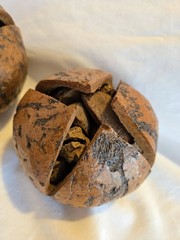 PAIR Vintage NATURAL Full Brazil Nut Pods Home Decor Unique