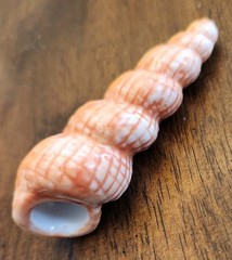 Painted Sea Shells 2 to 3 Inches Ceramic Ocean Beach Decor Set Of 8 with Crate A