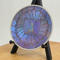 Vintage Iridescent Blue Purple Morpho Butterly Wing Small Wall Plate Morpho Art