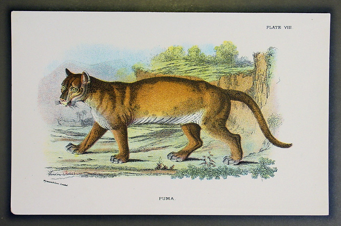 1890 Lloyds Natural History Antique Print – Puma – Feline