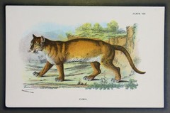 1890 Lloyds Natural History Antique Print – Puma – Feline