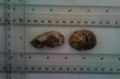 Lower Paleolithic Levallois technique 1.4MYO Jordan Valley Israel