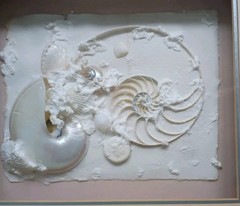 Framed Real Nautilus Shell Cut Wall Art Coastal Beach Decor 13×15 Shadow Box