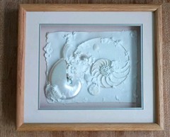 Framed Real Nautilus Shell Cut Wall Art Coastal Beach Decor 13×15 Shadow Box