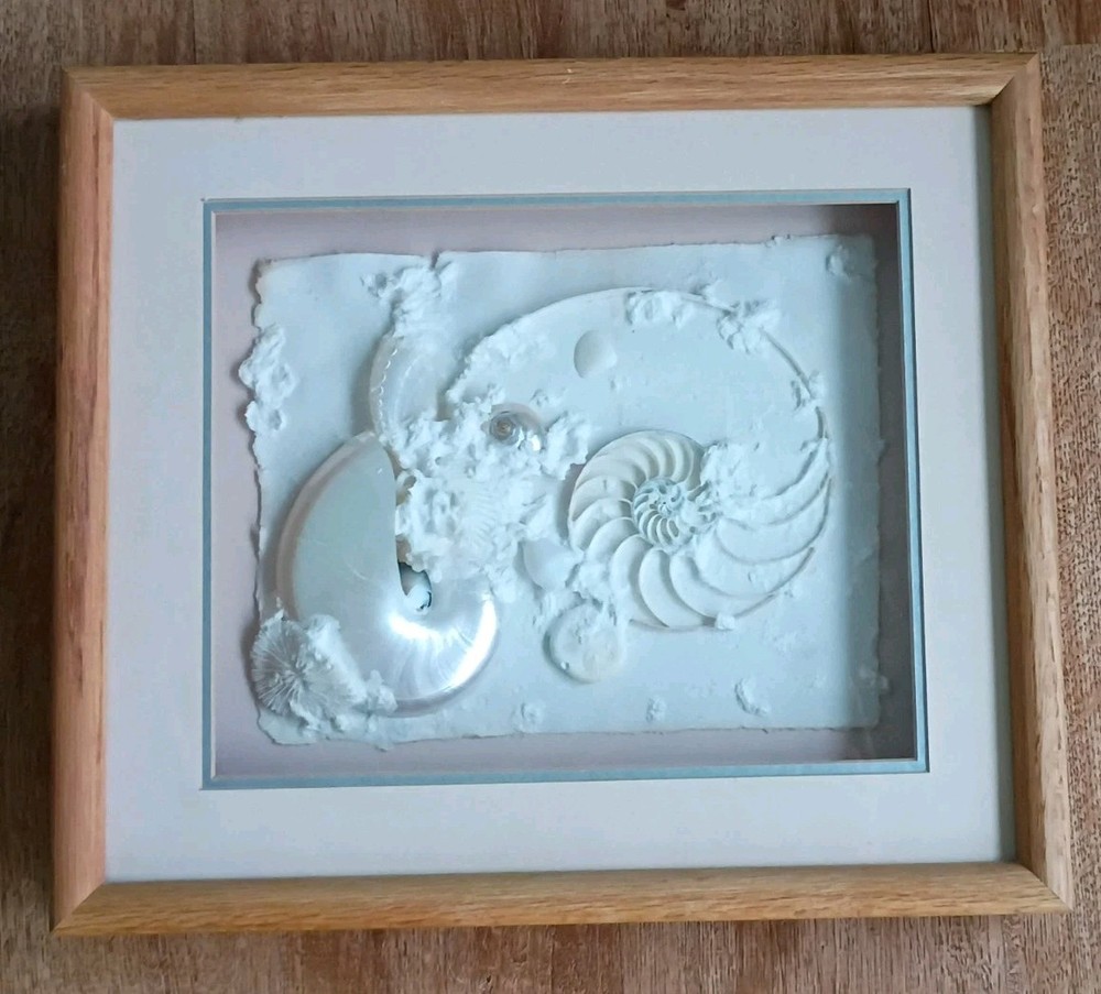 Framed Real Nautilus Shell Cut Wall Art Coastal Beach Decor 13×15 Shadow Box