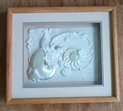 Framed Real Nautilus Shell Cut Wall Art Coastal Beach Decor 13×15 Shadow Box