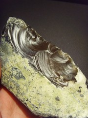 Lower Paleolithic – Very Fine Acheulean side scraper/chopper. c.450,000 BP.