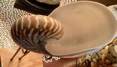 Large Tiger Mother Of Pearl Nautilus Seashell Specimen with Display Stand