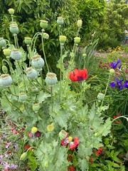 Red poppy – 100 seds – Papaver somniferum