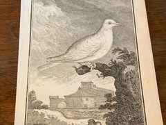 S/6 Small French Lithographs Birds Circa 18th Century