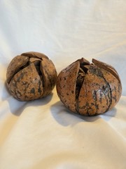 PAIR Vintage NATURAL Full Brazil Nut Pods Home Decor Unique