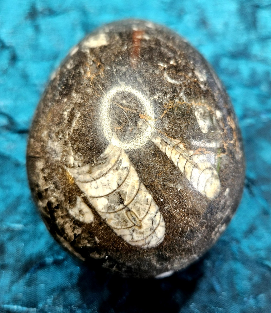 Fossil Egg Shape Polished Stone with Several Unknown Fossils Imbedded