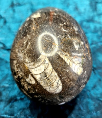Fossil Egg Shape Polished Stone with Several Unknown Fossils Imbedded
