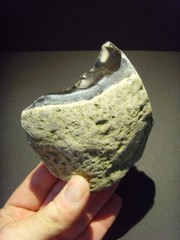 Lower Paleolithic – Fine Acheulean ‘hooked’ scraper. c.450,000 BP.