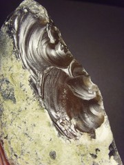 Lower Paleolithic – Very Fine Acheulean side scraper/chopper. c.450,000 BP.