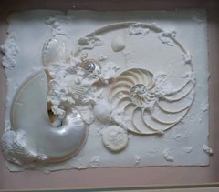 Framed Real Nautilus Shell Cut Wall Art Coastal Beach Decor 13×15 Shadow Box