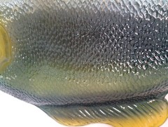 Vtg Largemouth Bass Large Art Glass Plate 24″ Serving Dish Platter Fish Decor
