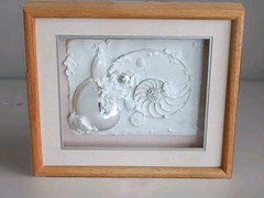 Framed Real Nautilus Shell Cut Wall Art Coastal Beach Decor 13×15 Shadow Box