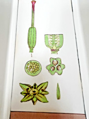 Fabienne Jouvin Paris Porcelain Tray Botanical 9 3/4″ x 5.5″ Signed
